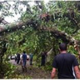 Update on newsflash 11-27-2016.

First report about affected farms by Hurricane Otto